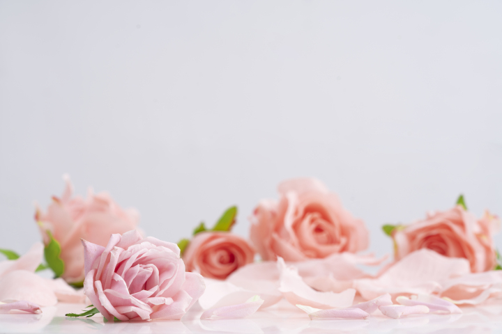 粉红色玫瑰花花朵和花瓣横图版权图片下载