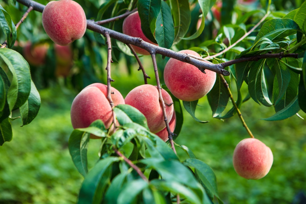 金秋红蜜桃水果版权图片下载