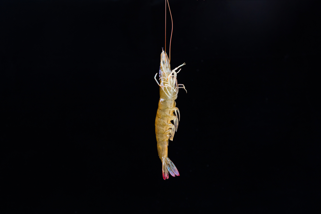 海鲜基围虾版权图片下载