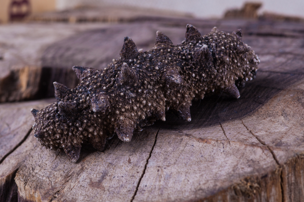 滋补海鲜海参版权图片下载