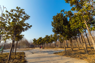 秋日公园花坛风景高清图