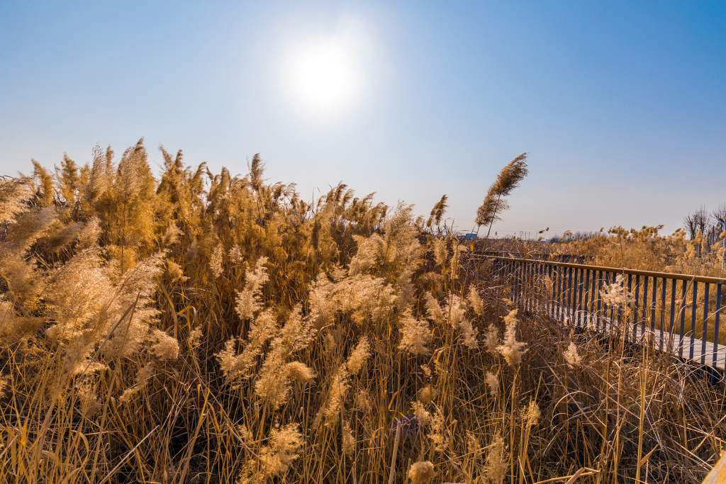 芦苇荡公园秋日风景高清图版权图片下载