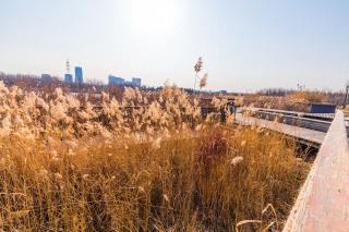 城市公园芦苇荡美景实拍图