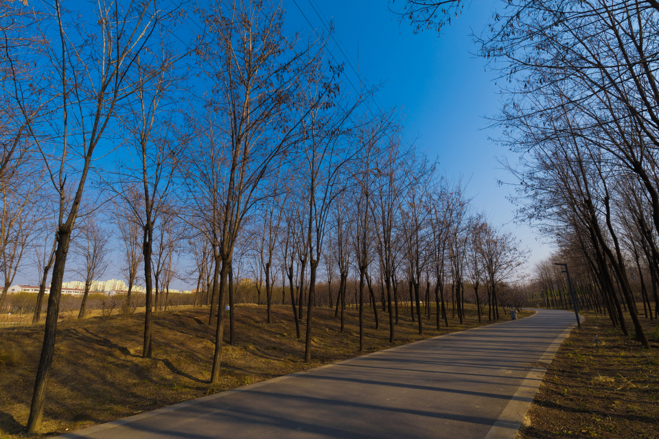 公园林荫小道风景高清实拍图