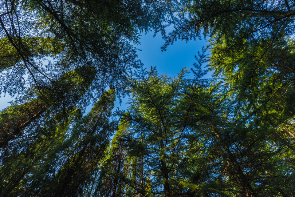 茂盛森林仰拍高清图