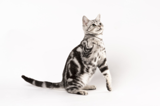 站立的可爱虎豹猫咪图片