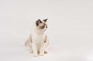 侧身萌宠布偶猫高清图