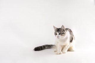 英短狸花猫特写高清图
