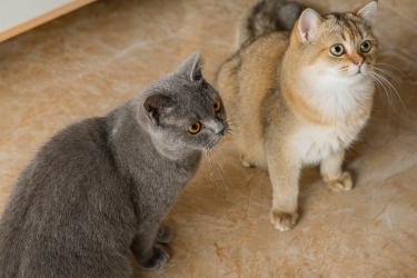 宠物店金渐层灰色猫猫咪图片