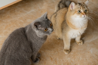 宠物店金渐层灰色猫猫咪图片