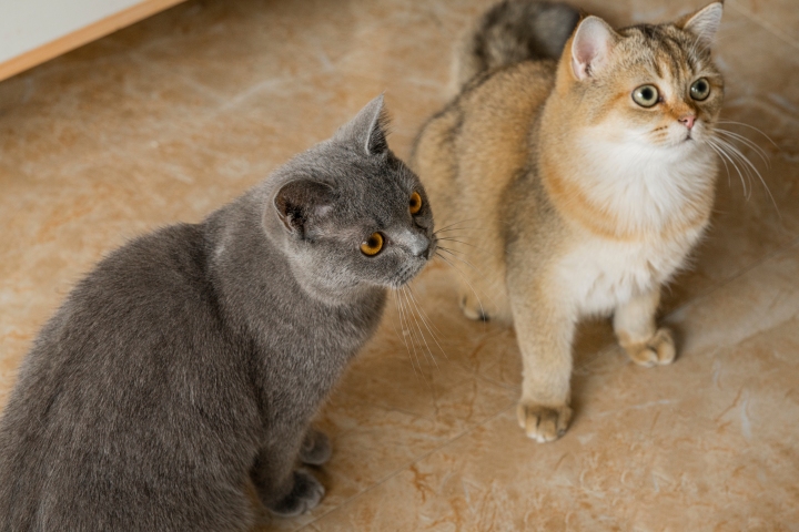 宠物店金渐层灰色猫猫咪版权图片下载