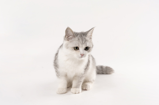 宠物萌宠短毛布偶猫咪图片