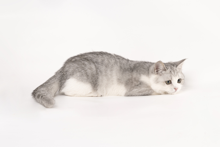 趴着的矮脚银渐层猫咪图版权图片下载