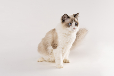 萌宠可爱布偶猫高清图