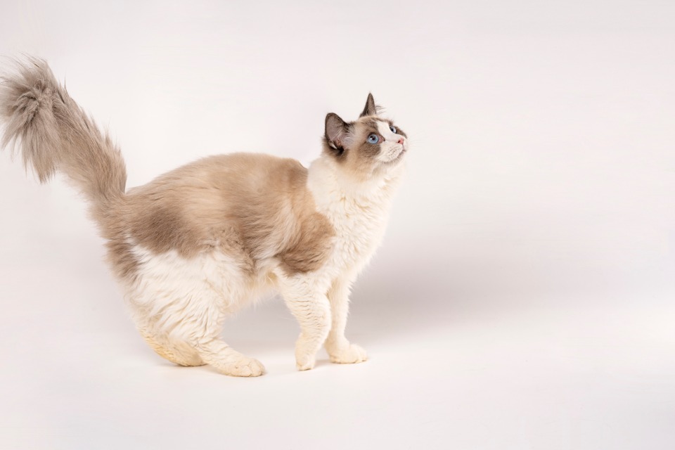 精品高级血统海双色布偶猫