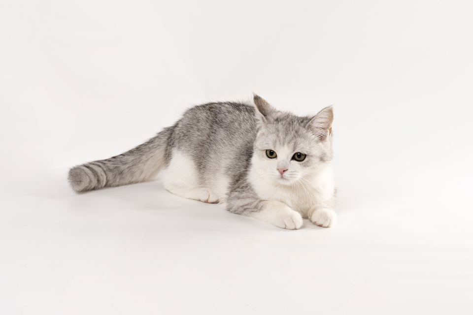 正宗趴着的可爱布偶猫咪图片