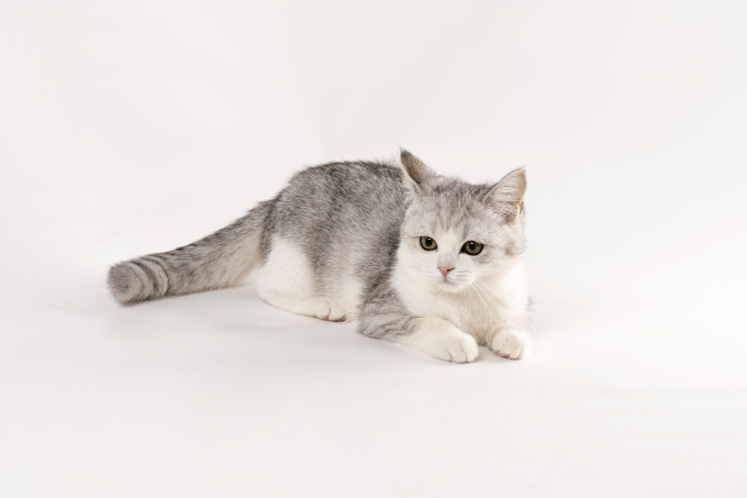 正宗趴着的可爱布偶猫咪图片