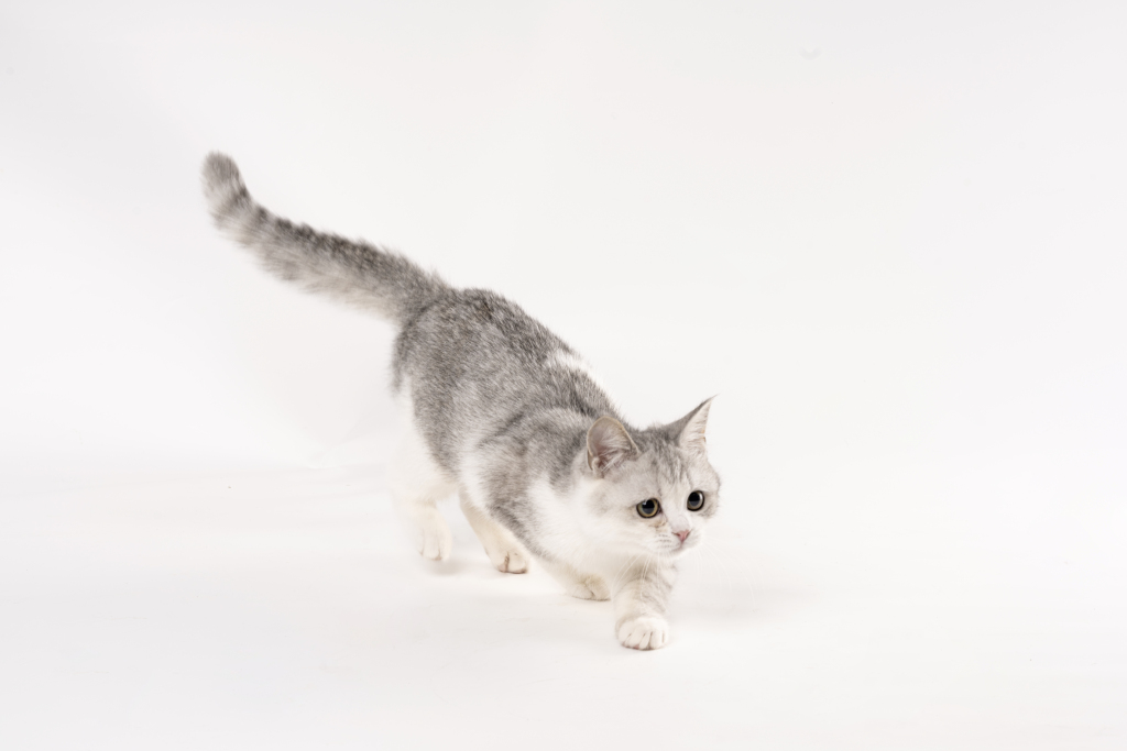 可爱英短银渐层短腿猫咪实拍图版权图片下载