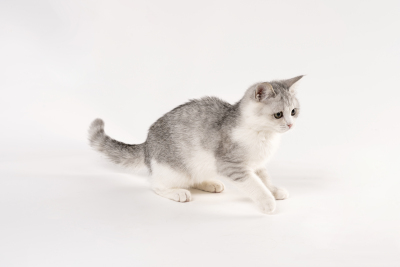 矮脚猫银渐层可爱猫咪实拍图