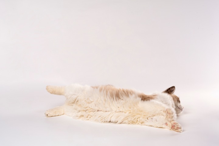可爱布偶猫咪高清图版权图片下载