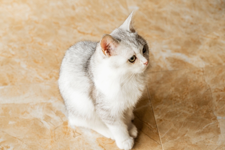 可爱短毛灰白宠物猫咪版权图片下载