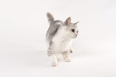 短腿银渐层可爱小猫高清图