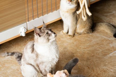 可爱猫咪金渐层成年猫高清图