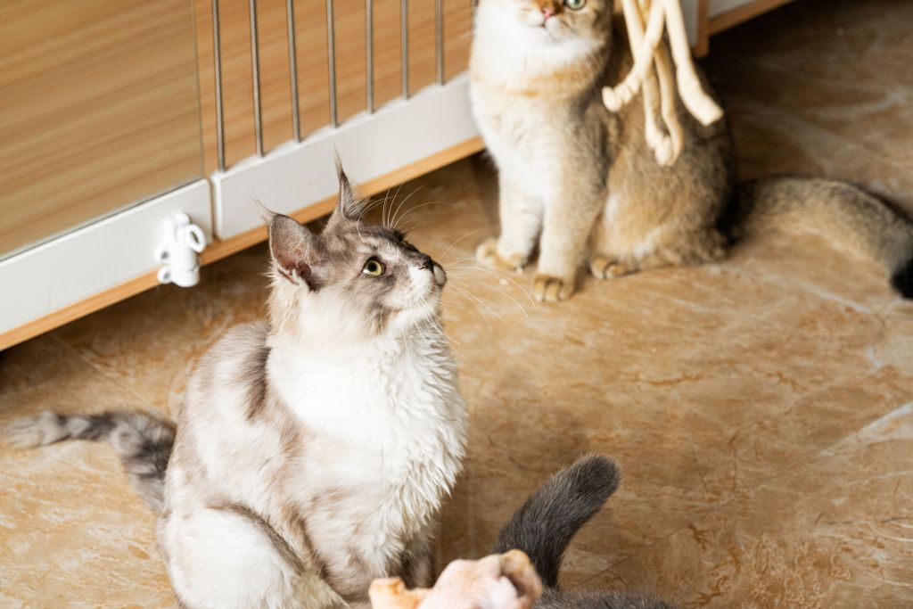 可爱猫咪金渐层成年猫高清图版权图片下载