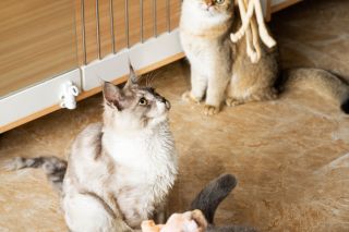 可爱猫咪金渐层成年猫高清图