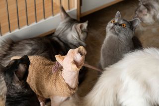 猫舍可爱猫咪撸猫高清图