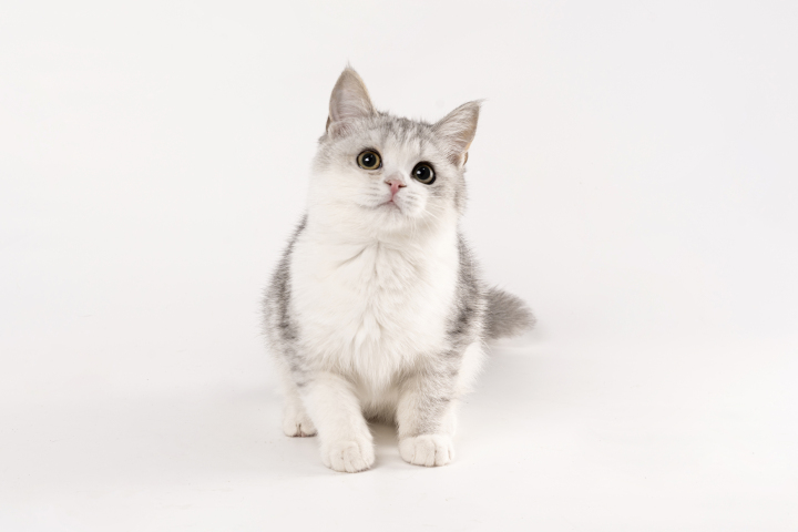 小短腿银渐层可爱猫咪高清图版权图片下载