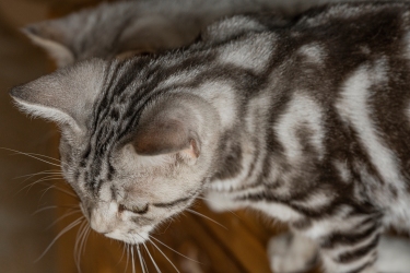 灰色花纹美国短毛猫宠物高清图
