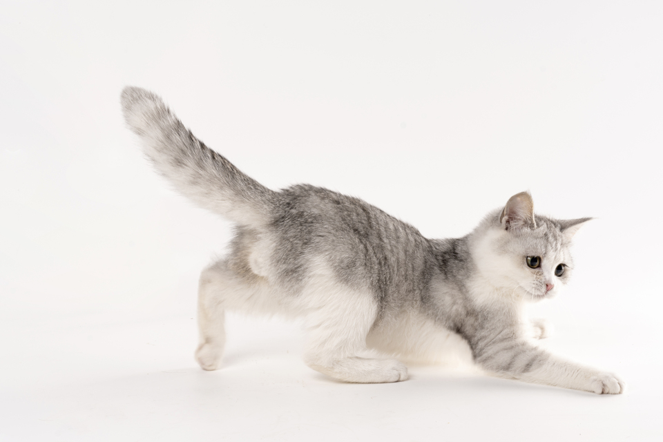 玩耍的银渐层矮脚猫咪实拍图