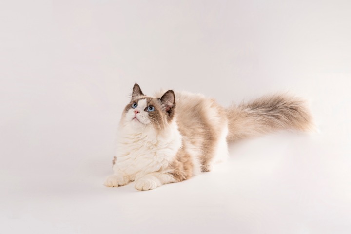 纯种血统海双色布偶成年猫版权图片下载