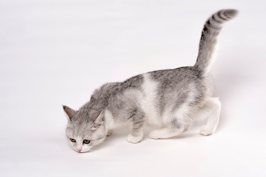 趴在地上的灰色可爱短毛猫图片