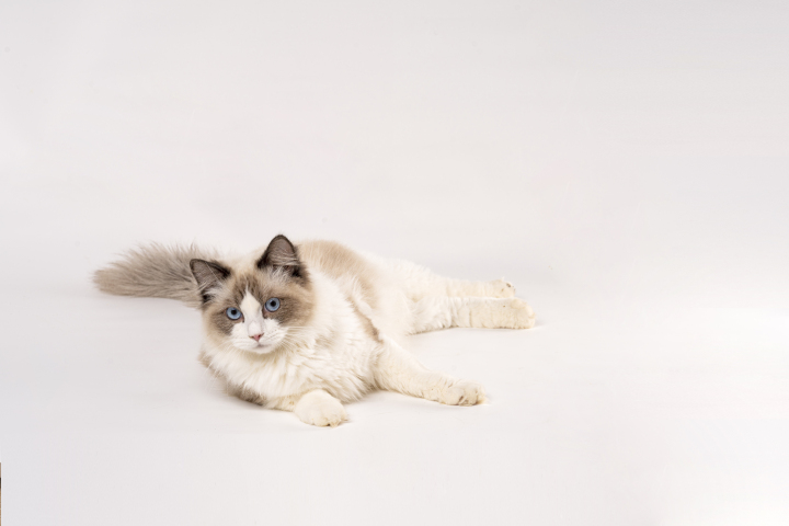 纯种布偶猫咪宠物高清图版权图片下载