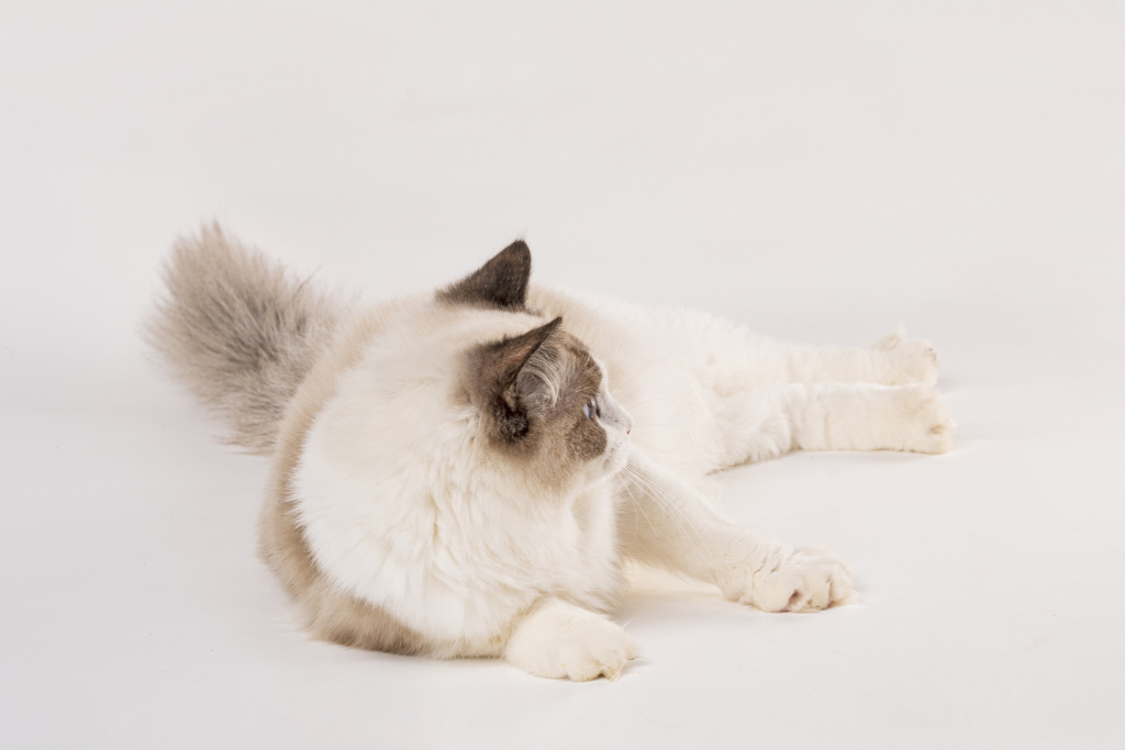 纯种温柔测趴布偶猫实拍图版权图片下载