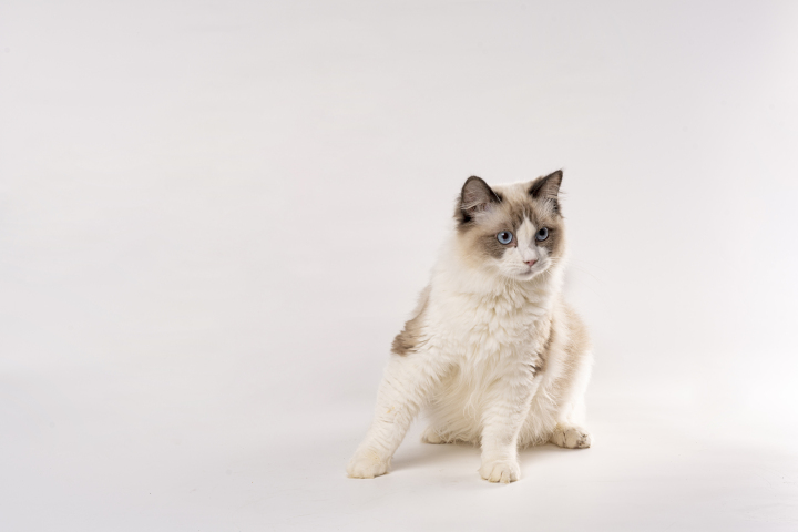 蓝眼睛海双色布偶猫高清图版权图片下载