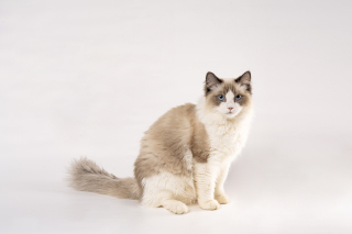 海双布偶猫可爱猫咪高清图