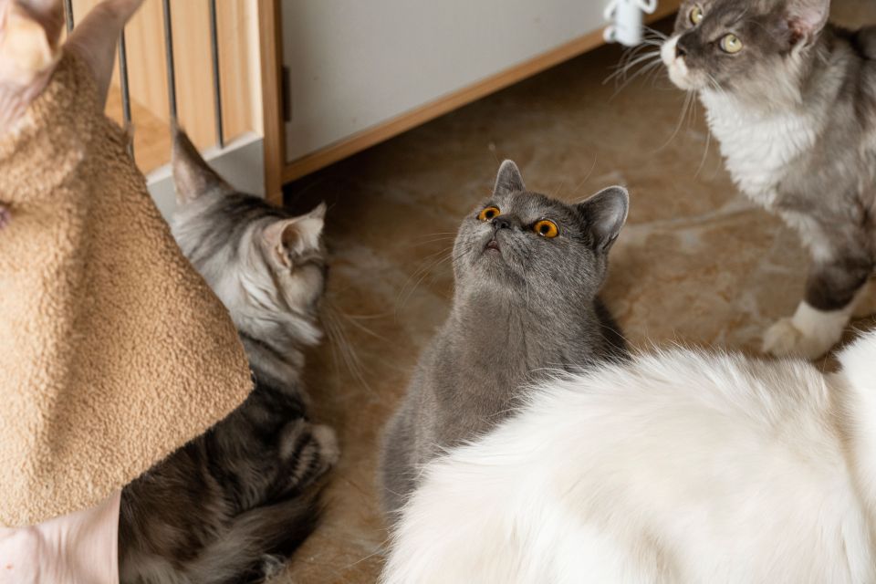 萌宠猫舍撸猫圣地高清图