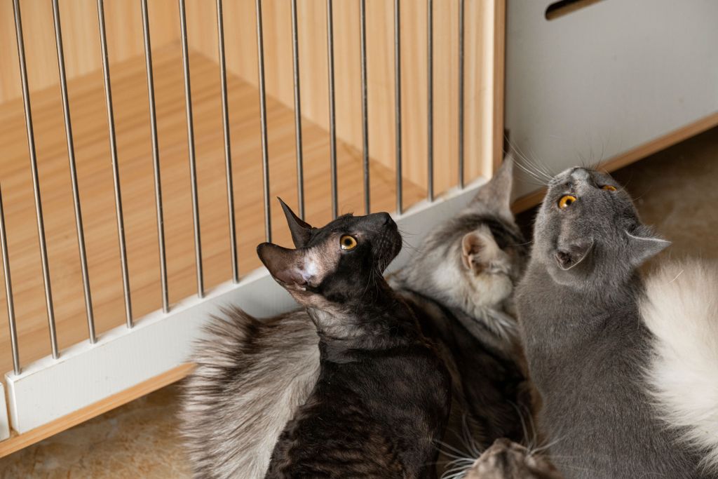 可爱萌宠小猫咪高清实拍图版权图片下载