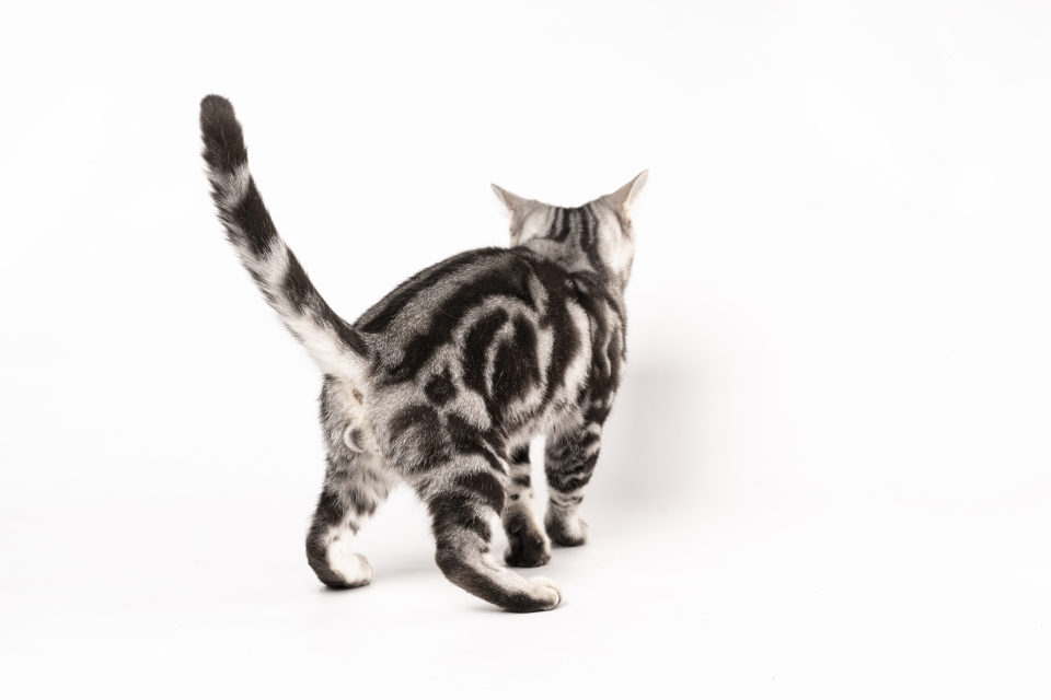 银虎斑美国短毛猫背影图片