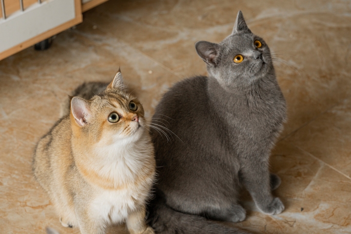 两只坐着的可爱猫咪宠物版权图片下载