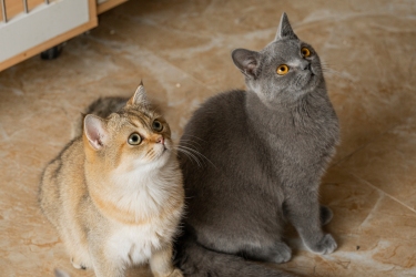 两只坐着的可爱猫咪宠物图片