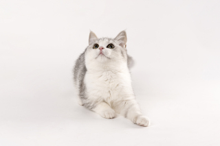 灰色短毛精致猫咪图片