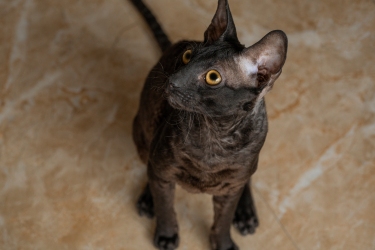 黑色顿斯科伊猫宠物高清图