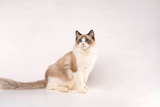 蓝海双山猫长毛仙女布偶猫高清图