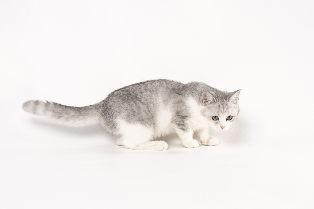 猫舍矮脚银渐层猫咪高清图版权图片下载