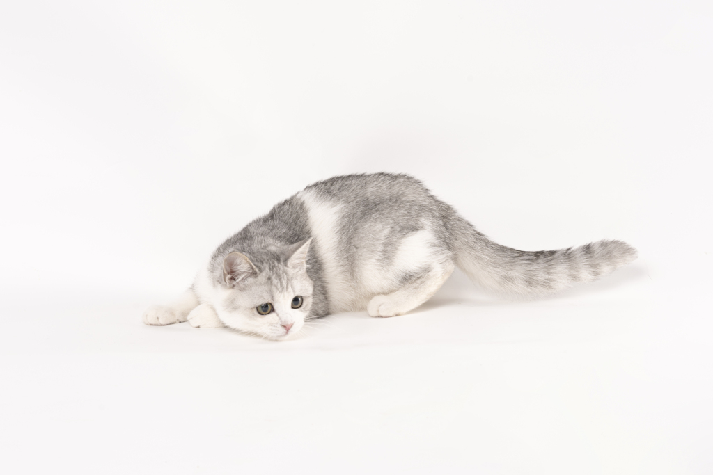 趴着的金吉拉宠物猫咪版权图片下载