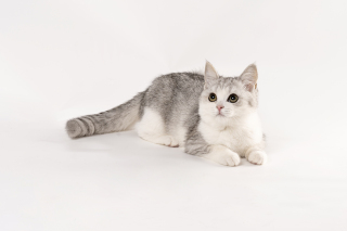 温顺短毛可爱灰色小猫